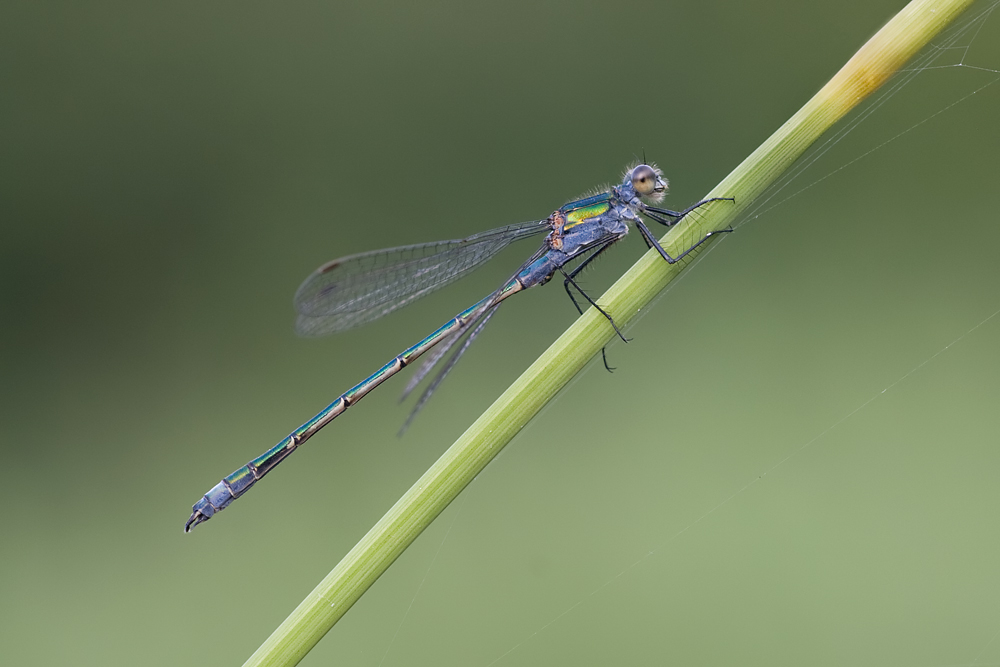 Emerald Damselfly 1